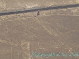 ต้นไม้และมือ (หรือกบ?) ลายเส้นที่มองเห็นได้ทั้งจากเครื่องบินเล็กและหอคอยริมถนน