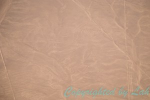 ลิงหางยาวม้วนเป็นวงกลม มีลักษณะคล้าย Spider Monkey ในป่าอเมซอน