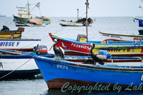 เรือประมงที่ท่าเรือปารากัส เป็นที่พักพิงของนกพิลีแกนเปรู