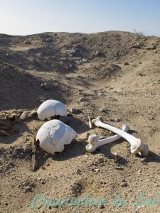 โครงกระดูกโบราณถูกหัวขโมยสุสานขุดค้นและทิ้งขว้างอยู่กลางทะเลทรายบริเวณกาฮัวชี