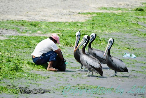 ชาวเปรูที่อาศัยอยู่ในปารากัสทำความคุ้นเคยกับนกทะเลริมชายฝั่ง