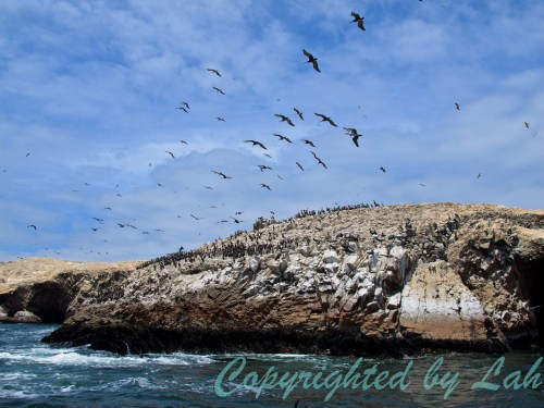 Islas Ballestas เกาะสงวนสำหรับนกและสัตว์ทะเล กลางทะเล