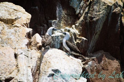 นกบูบบีเปรู (Peruvian Booby) หนึ่งในผู้ผลิตสินค้าล้ำค่ากัวโน (guano)