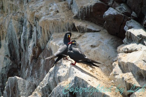 นกนางนวลแกลบอินคา (Inca Tern) ตัวเต็มวัย แต่งหน้าแต่งตาพร้อมสำหรับการหาคู่