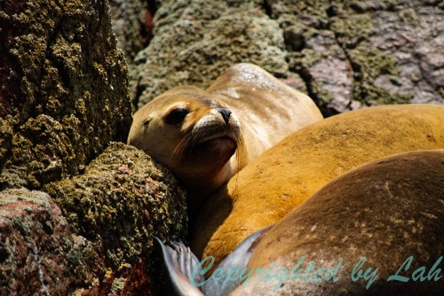 ลูกสิงโตทะเลสายพันธุ์อเมริกาใต้หน้าตาจิ้มลิ้ม พักผ่อนอยู่บนโขดหินบนเกาะ