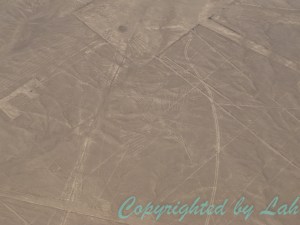 แร้งคอนดอร์แผ่ปีกกว้างกว่า 130 เมตร หนึ่งในนาสก้าไลน์ที่ลากเป็นรูปสัตว์