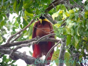 Red Bird-of-Paradise
