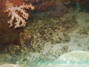 Wobbegong