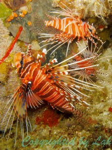 Lionfish