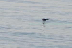 แมวน้ำเนอร์ปาในสภาพธรรมชาติที่พบเห็นได้ในทะเลสาบไบคาลที่เดียวเท่านั้น